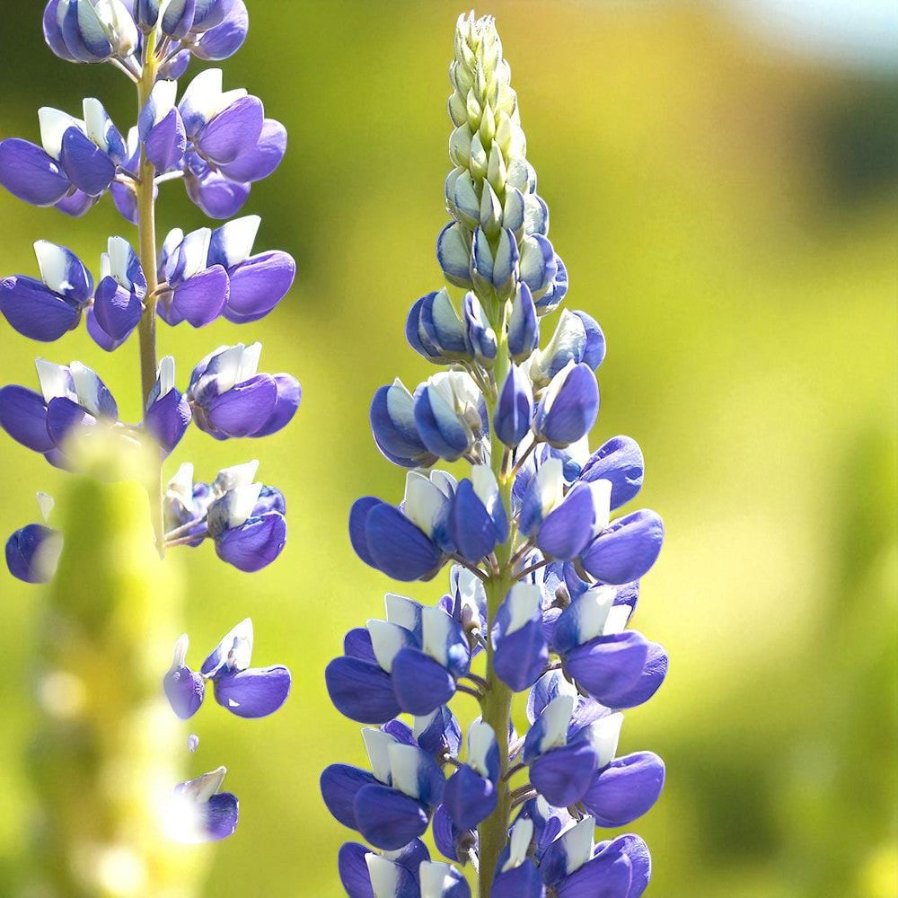 Lupinus The Governor Bare Root  3