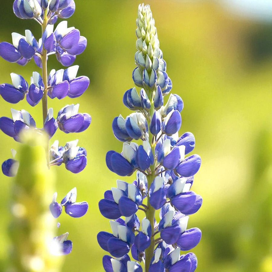 Lupinus The Governor Bare Root  3