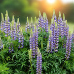 Lupinus The Governor Bare Root  4