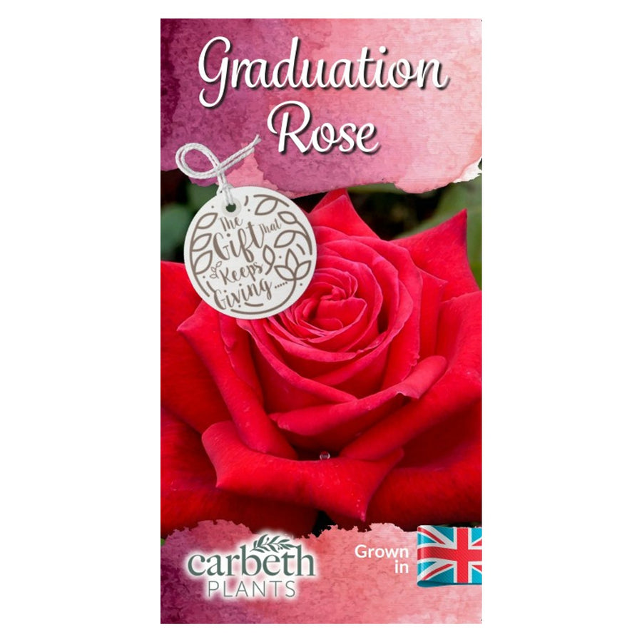 Graduation Rose Bush Gift Wrapped Graduation Rose Bush Gift Wrapped image2 2