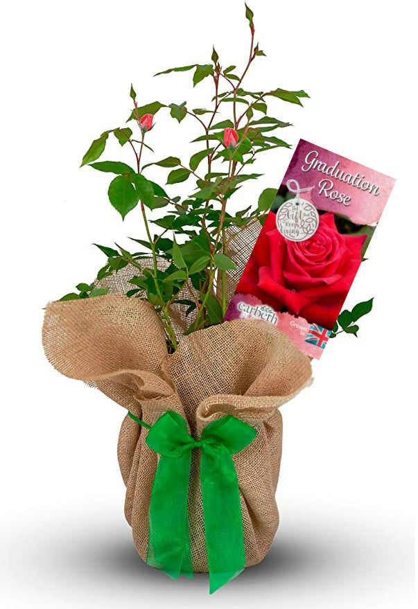Graduation Rose Bush Gift Wrapped Graduation Rose Bush Gift Wrapped image1 1
