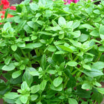 Greek Basil Herb Plant Close up of green basil plant bush outside.  2