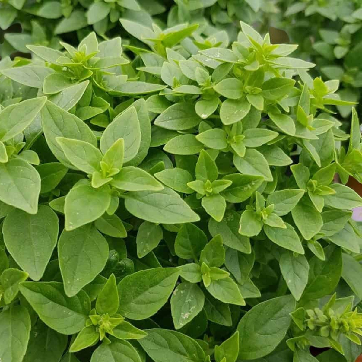 Greek Basil Herb Plant Close up of fragrant green basil plant bush. 4