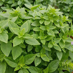 Greek Basil Herb Plant Close up of fragrant green basil plant bush. 4