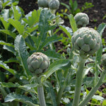 Green Globe Artichoke Plant  2