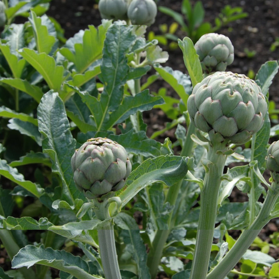 Green Globe Artichoke Plant  2