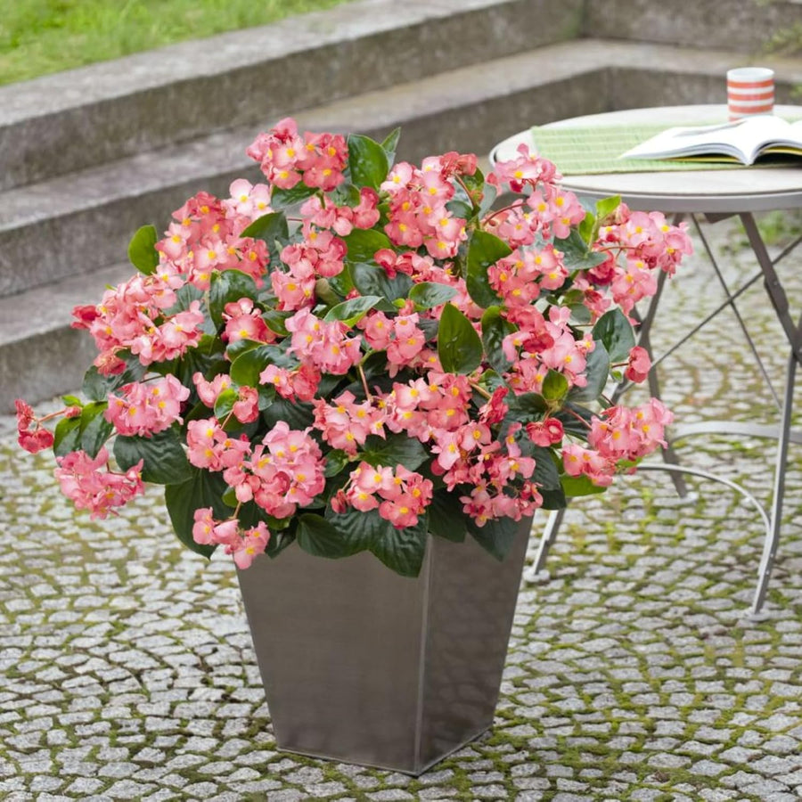 Begonia Green Leaf Pink Bedding Plants  2