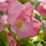 Begonia Green Leaf Pink Bedding Plants  4