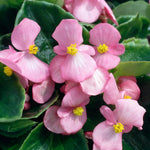 Begonia Green Leaf Bedding Plants  3