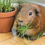 Guinea Pig Wheat Grass  1