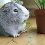 Guinea Pig Wheat Grass  4