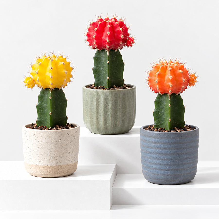 Gymnocalycium Mihanovichii Moon Cactus  1