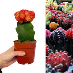Gymnocalycium Mihanovichii Moon Cactus  7