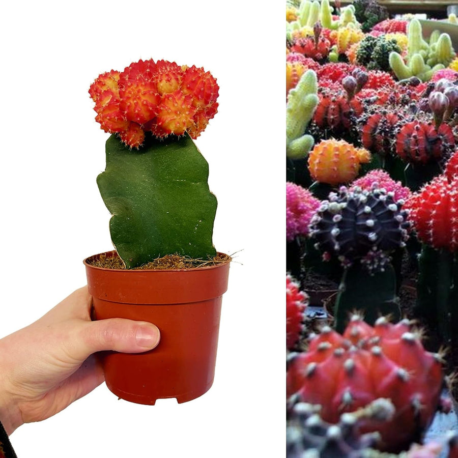 Gymnocalycium Mihanovichii Moon Cactus  7