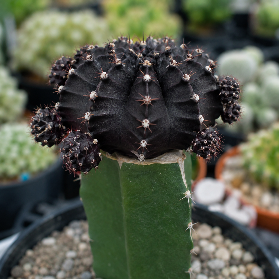 Gymnocalycium Mihanovichii Moon Cactus  6