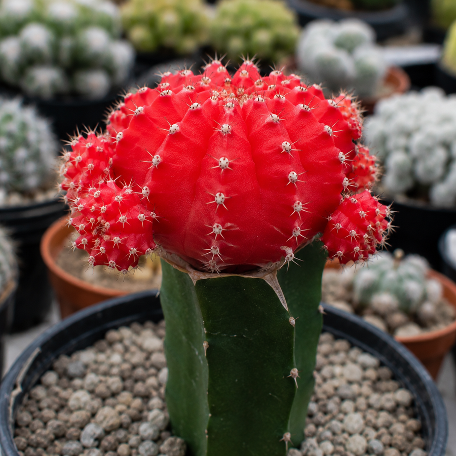 Gymnocalycium Mihanovichii Moon Cactus  5