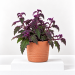 Gynura Purple Passion  1