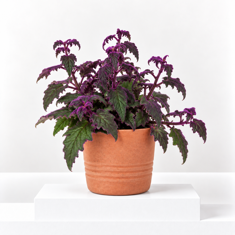 Gynura Purple Passion  1