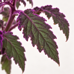 Gynura Purple Passion  4