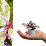 Purple Waffle Plant in 6cm Pot purple waffle plant hemigraphis snow white mini Indoor in grey pot sitting on hand on white background 2