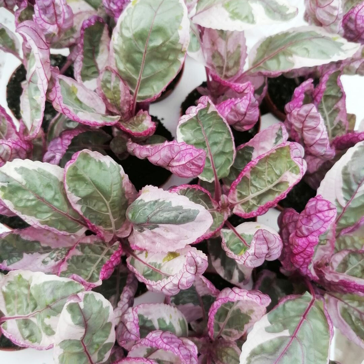 Purple Waffle Plant in 6cm Pot close up of purple waffle plant hemigraphis snow white foliage 1