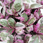 Purple Waffle Plant in 6cm Pot close up of purple waffle plant hemigraphis snow white foliage 1