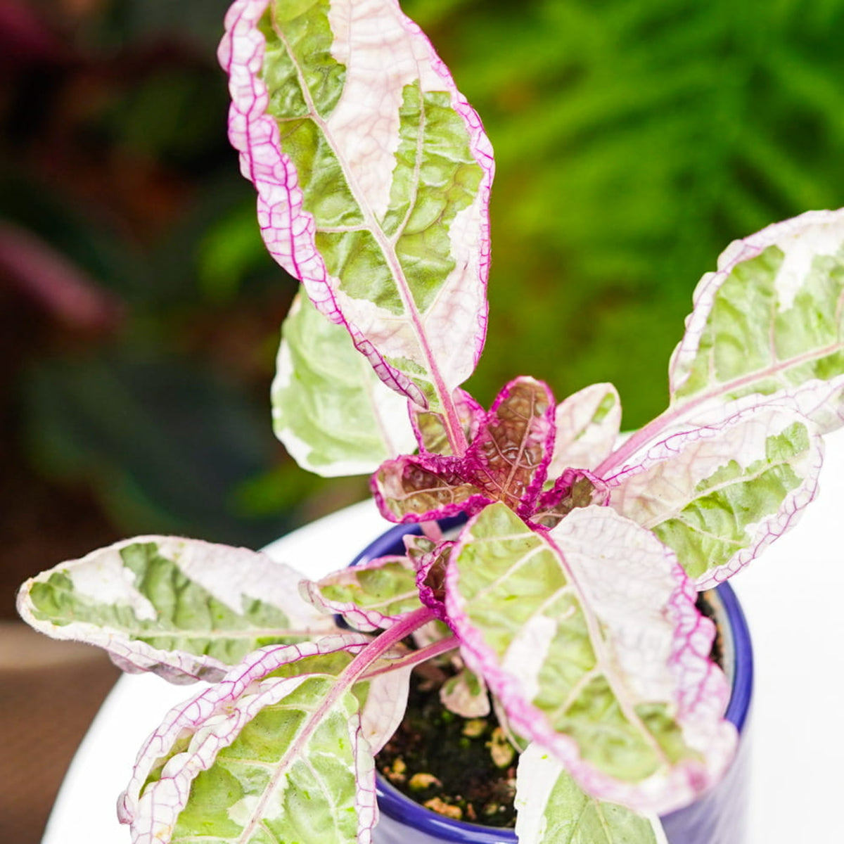 Purple Waffle Plant in 6cm Pot close up of purple waffle plant hemigraphis snow white foliage in blue ceramic pot 3