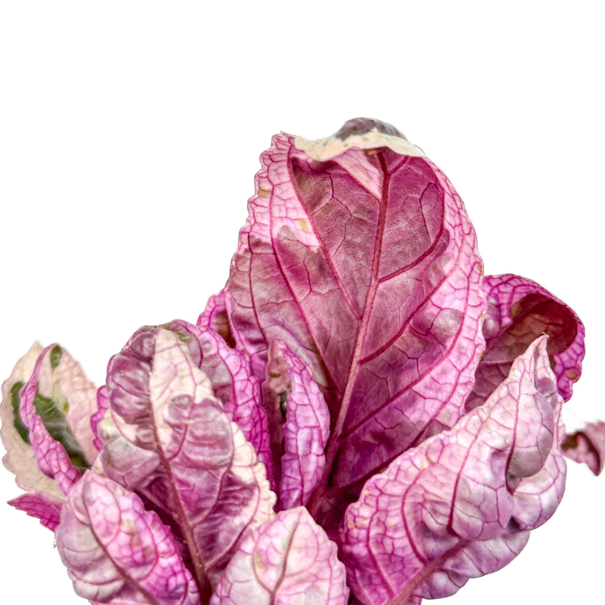 Purple Waffle Plant in 6cm Pot close up of purple waffle plant hemigraphis snow white foliage 4