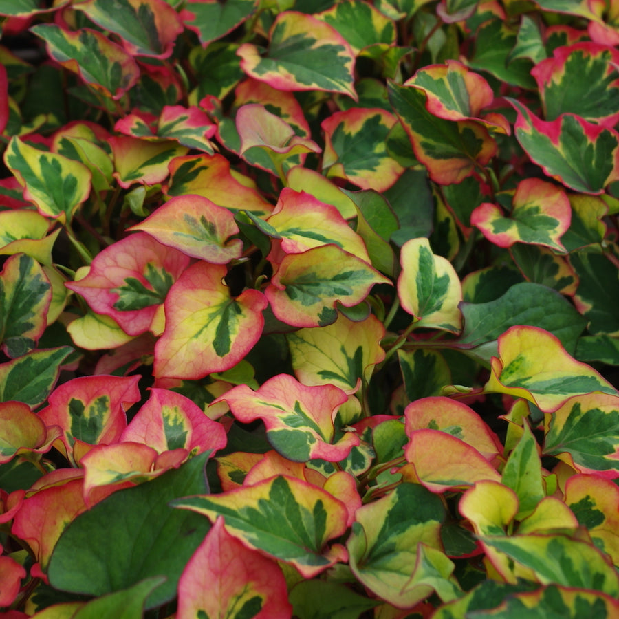 Hardy Patio Mix - Fiery Delight Hardy Patio Mix - Fiery Delight image3 4