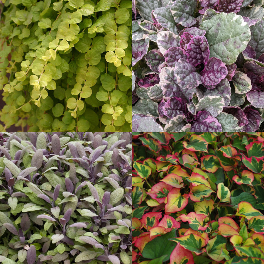 Hardy Patio Mix - Fiery Delight  1