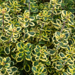 Hardy Patio Mix - Year Round Mix Hardy Patio Mix - Year Round Mix image2 4