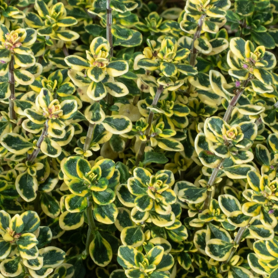 Hardy Patio Mix - Year Round Mix Hardy Patio Mix - Year Round Mix image2 4