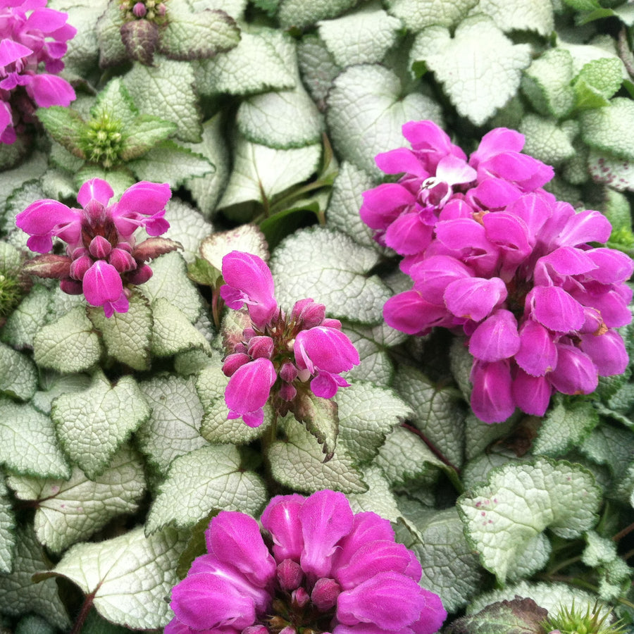 Hardy Patio Mix - Year Round Mix Hardy Patio Mix - Year Round Mix image4 3