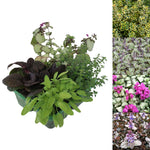 Hardy Patio Mix - Year Round Mix Hardy Patio Mix - Year Round Mix image1 2