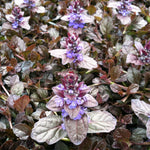 Hardy Patio Mix - Year Round Mix  6