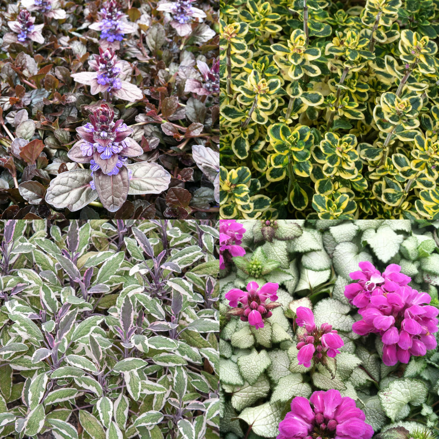 Hardy Patio Mix - Year Round Mix  1