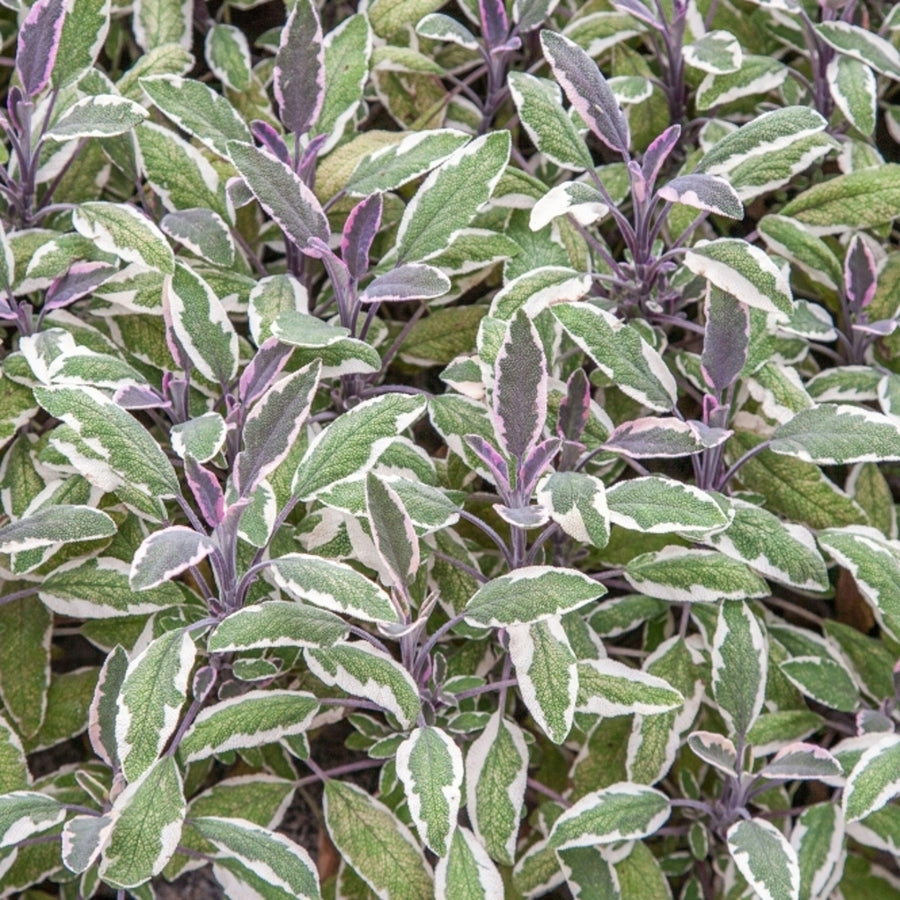 Hardy Patio Mix  - Silver Pink Theme Hardy Patio Mix  - Silver Pink Theme image4 5