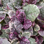 Hardy Patio Mix  - Silver Pink Theme  6