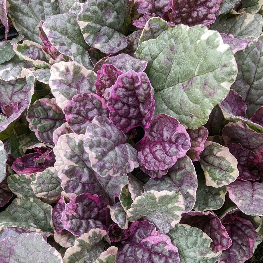 Hardy Patio Mix  - Silver Pink Theme  6