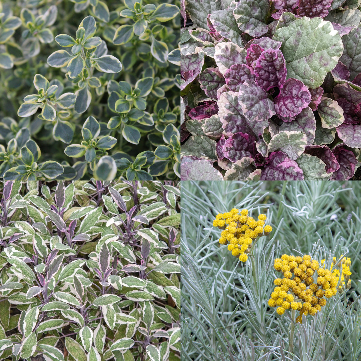 Hardy Patio Mix  - Silver Pink Theme  1