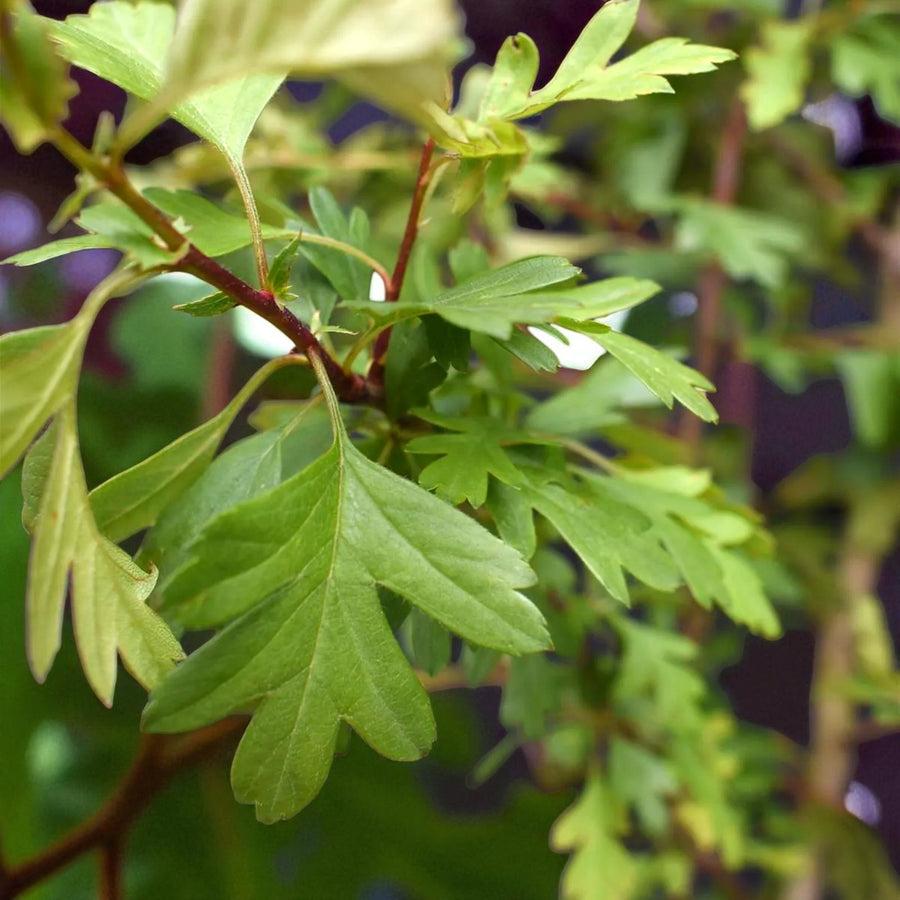 Hawthorn Hedging  4