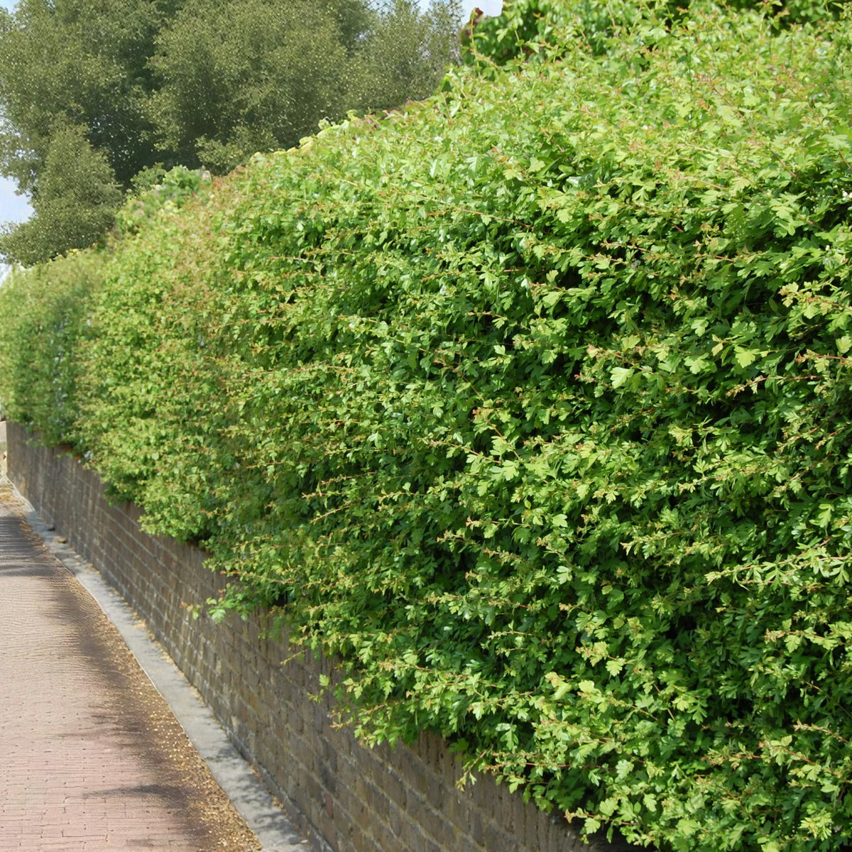 Hawthorn Hedging  3
