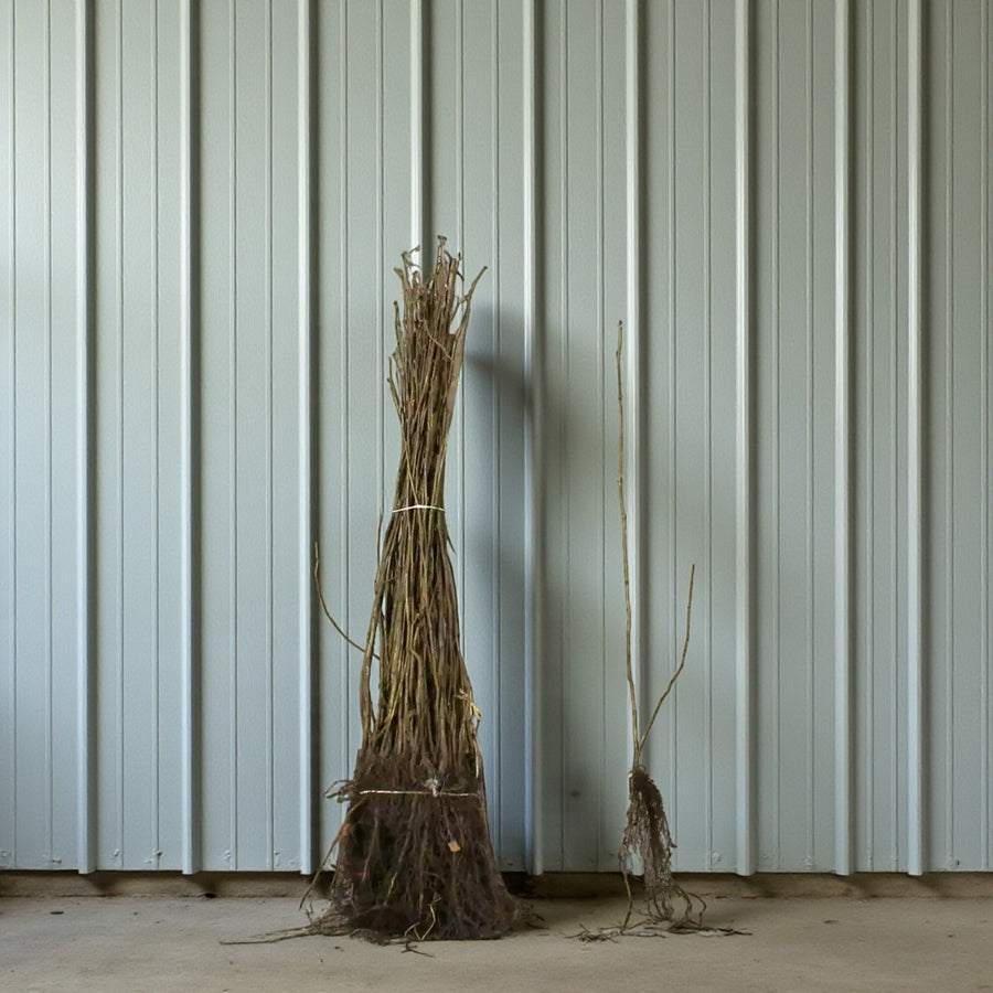Hazel Hedging  2