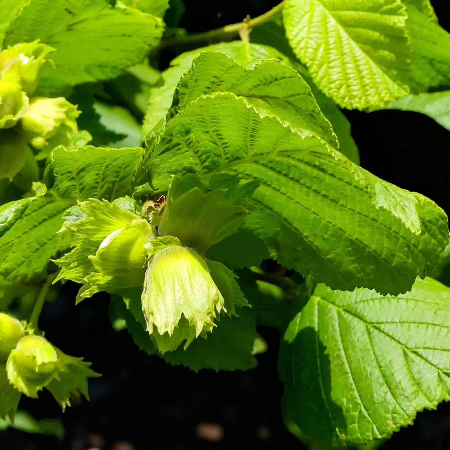 Hazel Hedging  3