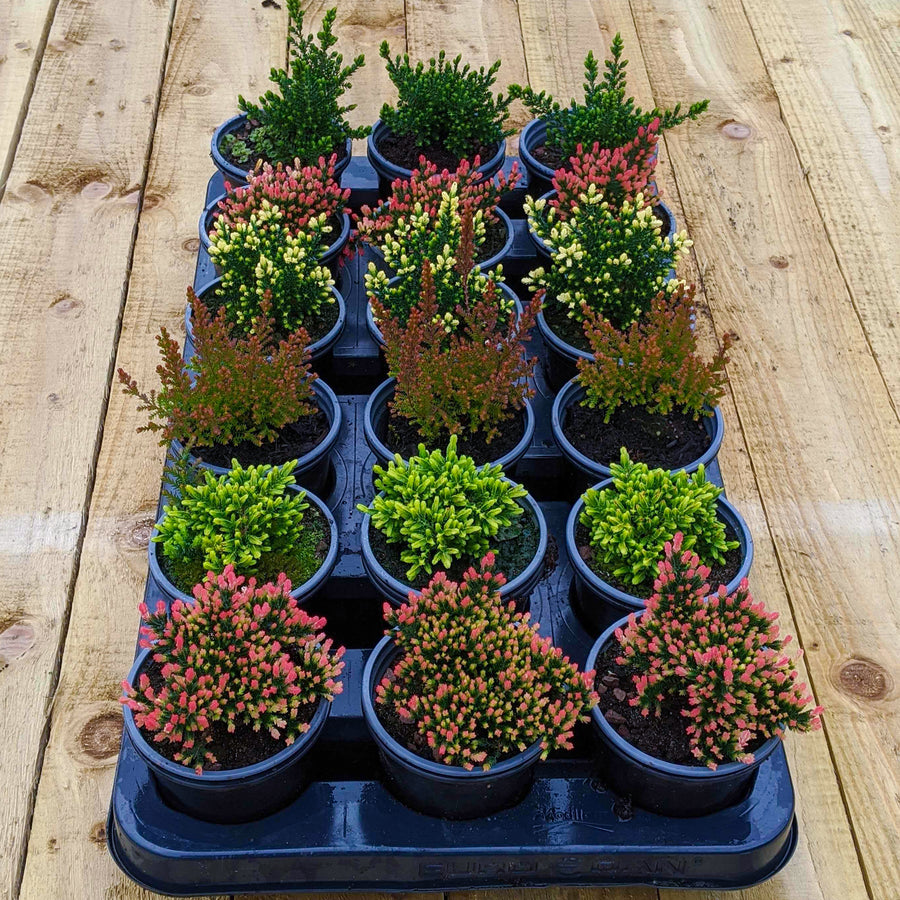 Mixed Calluna Heather Plants HEACAL-Calluna-2 8