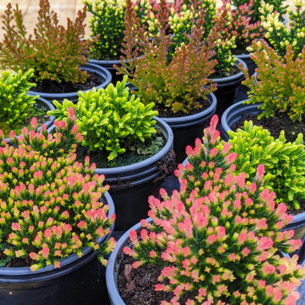 HEACAL-Calluna-3