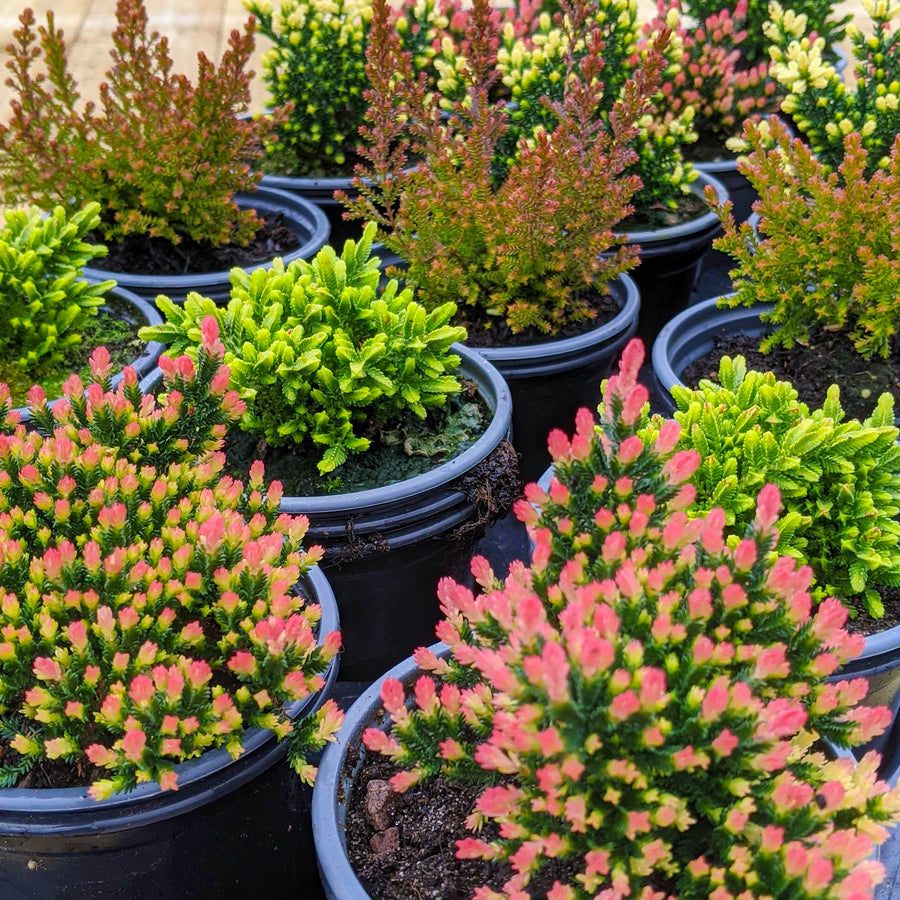 Mixed Calluna Heather Plants HEACAL-Calluna-3 1