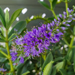 Hebe Samiri Close-up of Hebe ‘Samiri’ flower spike with vibrant purple blossoms and green foliage. 1