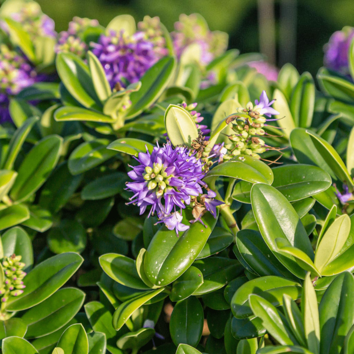 Hebe Samiri Hebe ‘Samiri’ shrub in bloom with compact clusters of purple flowers and glossy oval leaves. 2