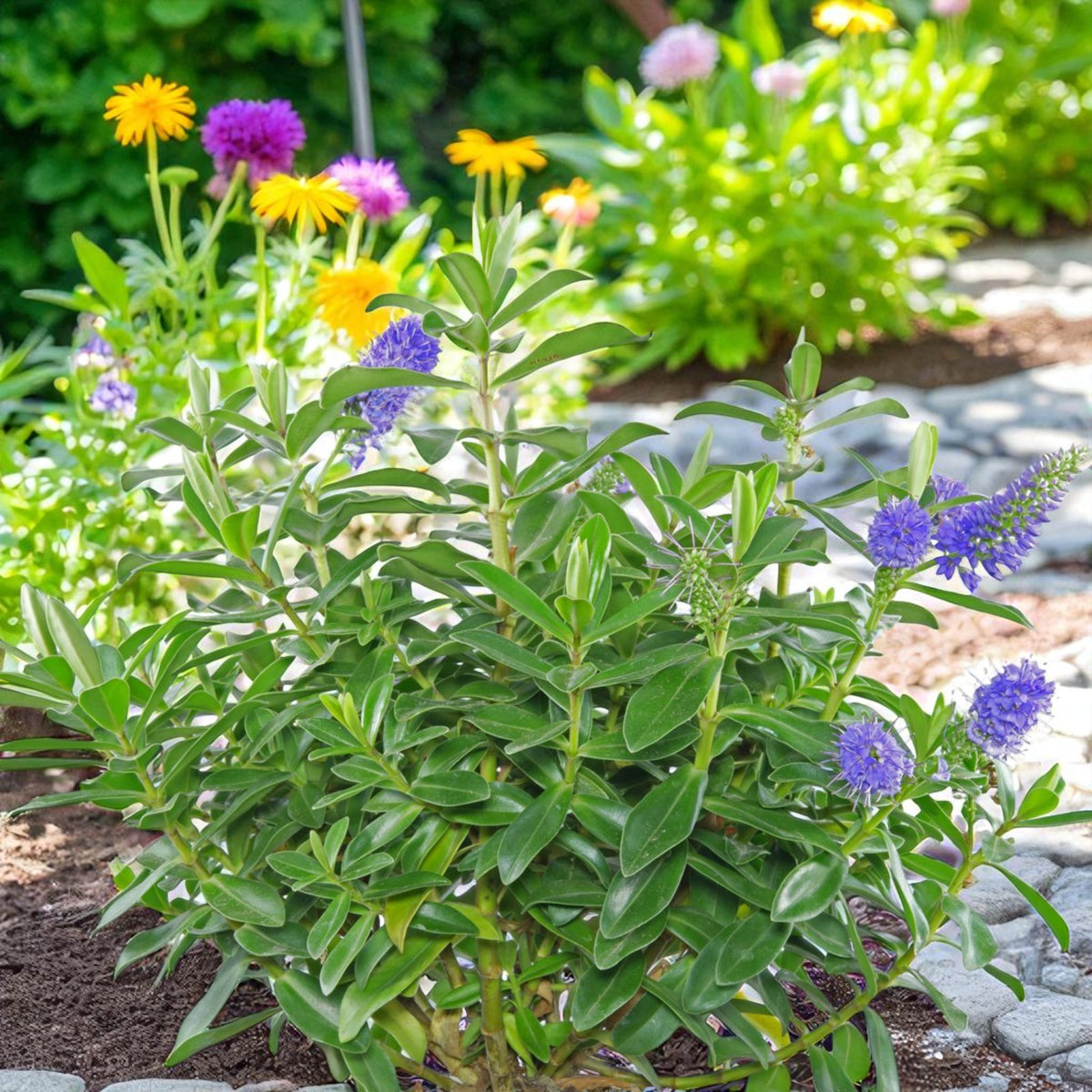 Hebe Samiri Hebe ‘Samiri’ growing in a mixed flower bed with other colourful perennials. 3